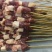 伊诺牛羊肉串。肉干