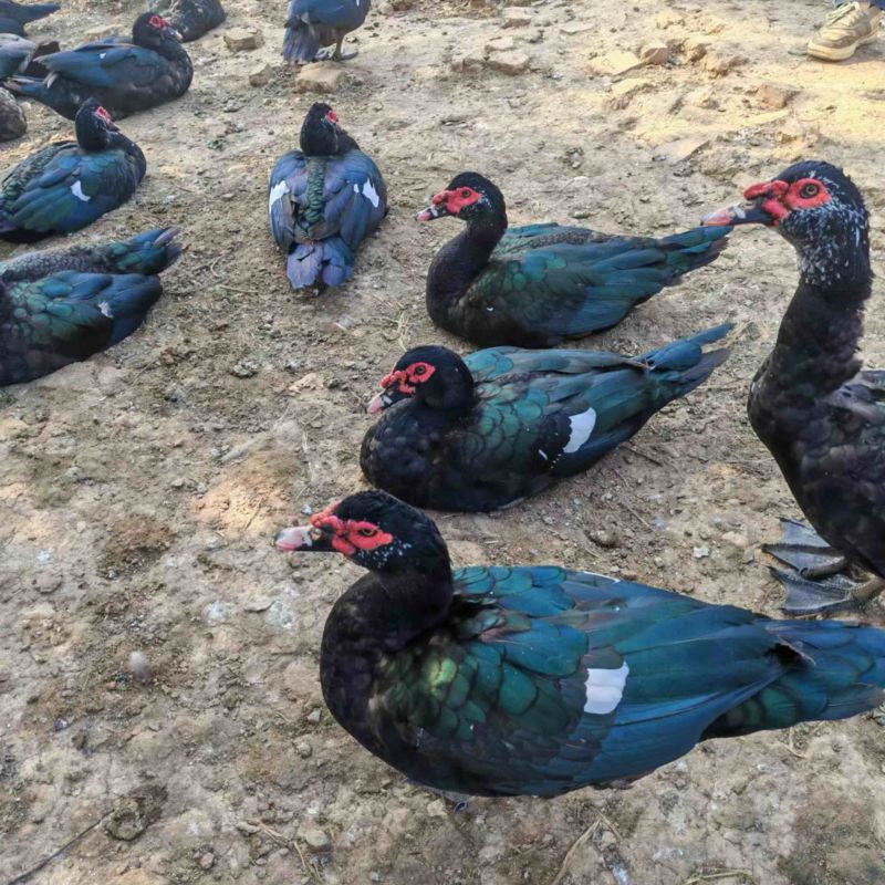 玉土老番鸭养殖场直发对接全国量大从优一条龙服务