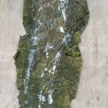 产地直发长岛精品海带二剪板