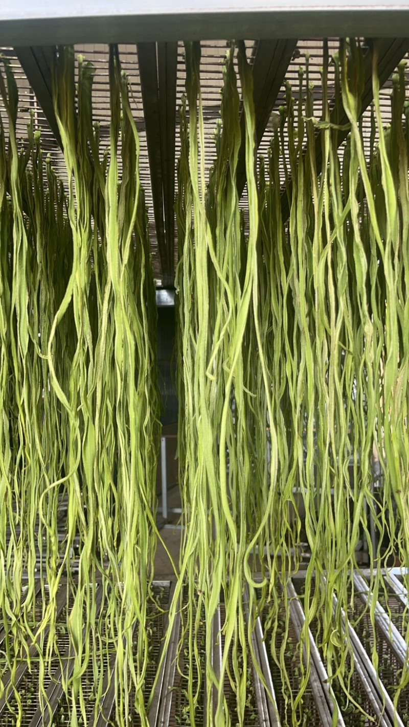 云南高山干贡菜