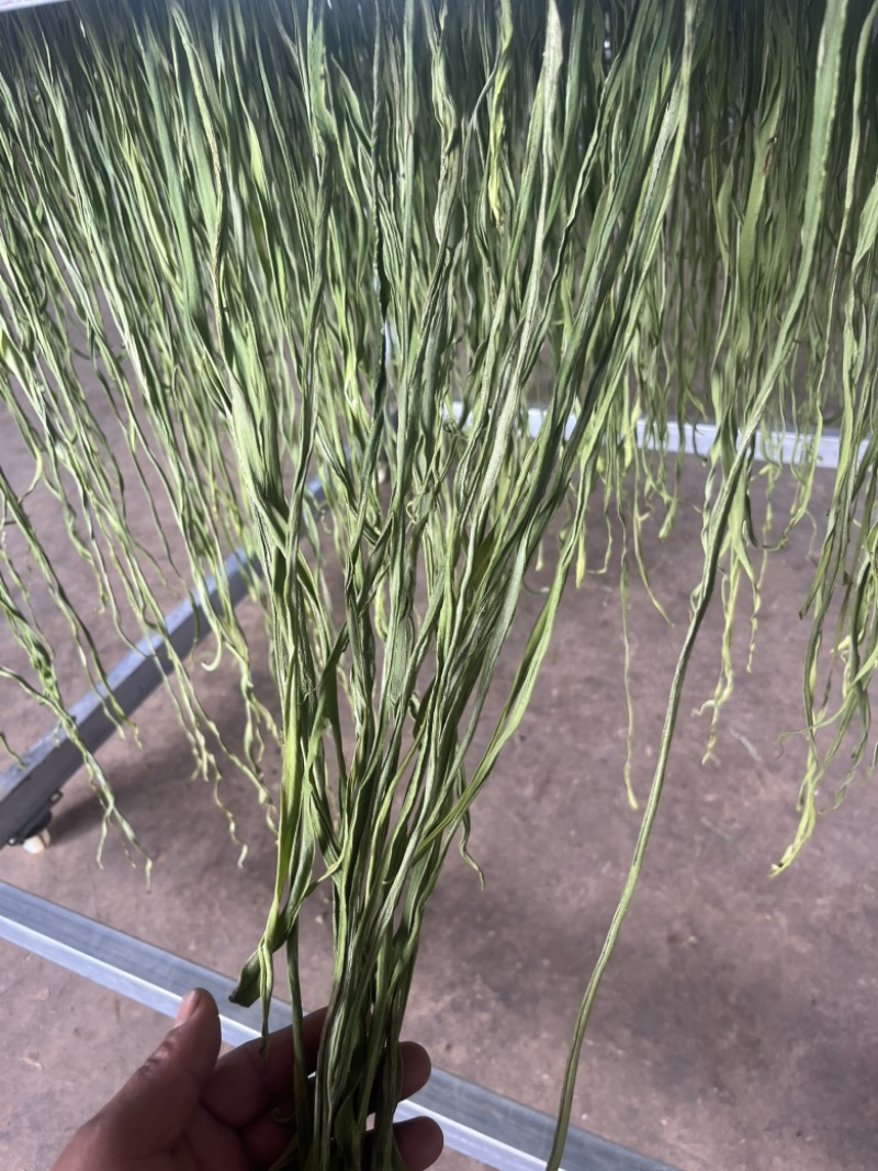 云南高山干贡菜