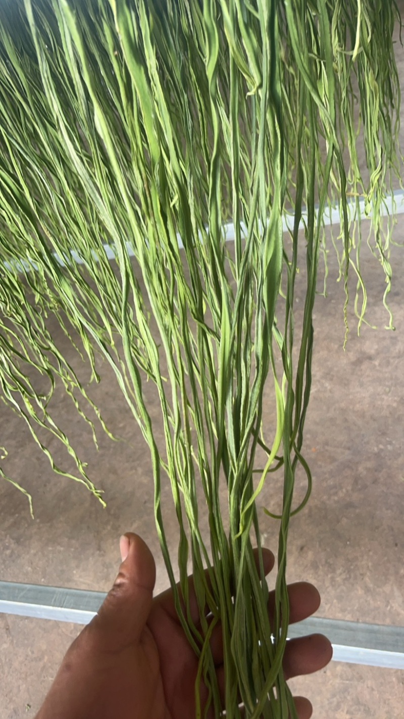 云南高山干贡菜