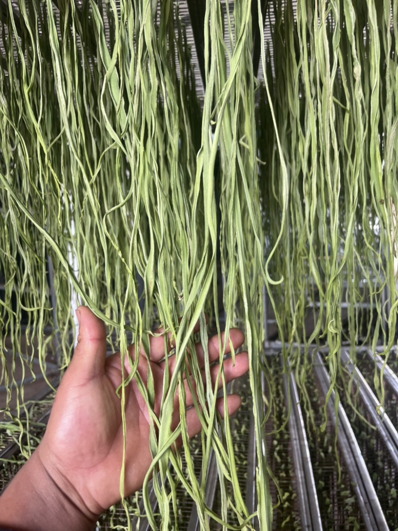 云南高山干贡菜
