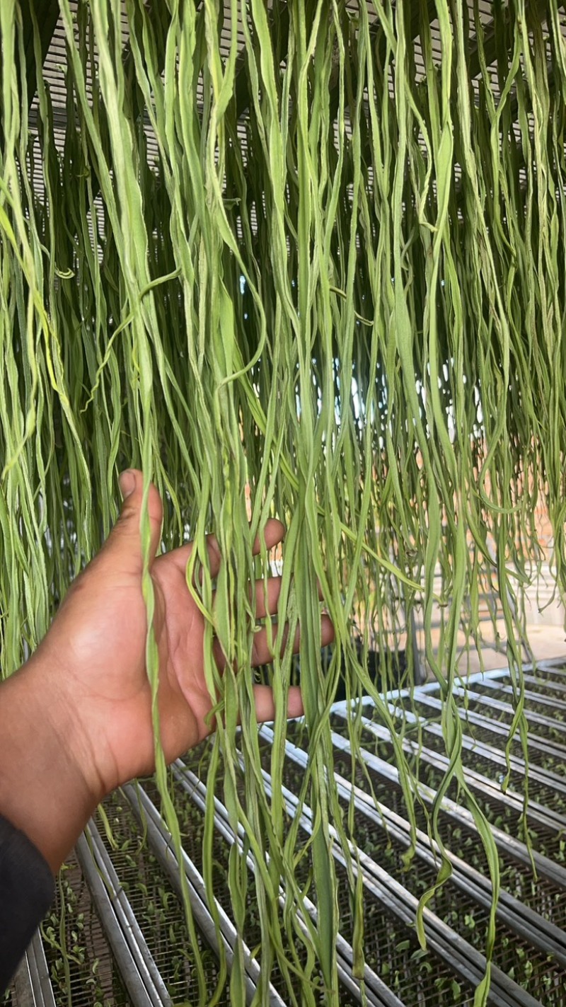 云南高山干贡菜