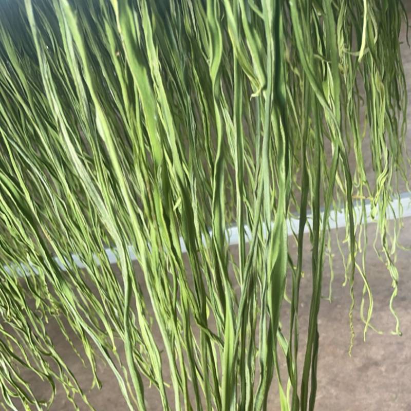云南高山干贡菜