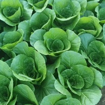 江苏精品白菜小白菜/量大价优/可视频看货/欢迎咨询