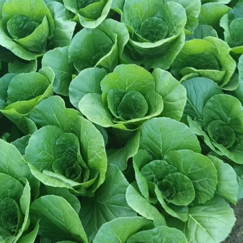 江苏精品白菜小白菜/量大价优/可视频看货/欢迎咨询