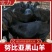 【热卖中】努比亚黑山羊羊羔对接养殖户包回收包送货放养圈养