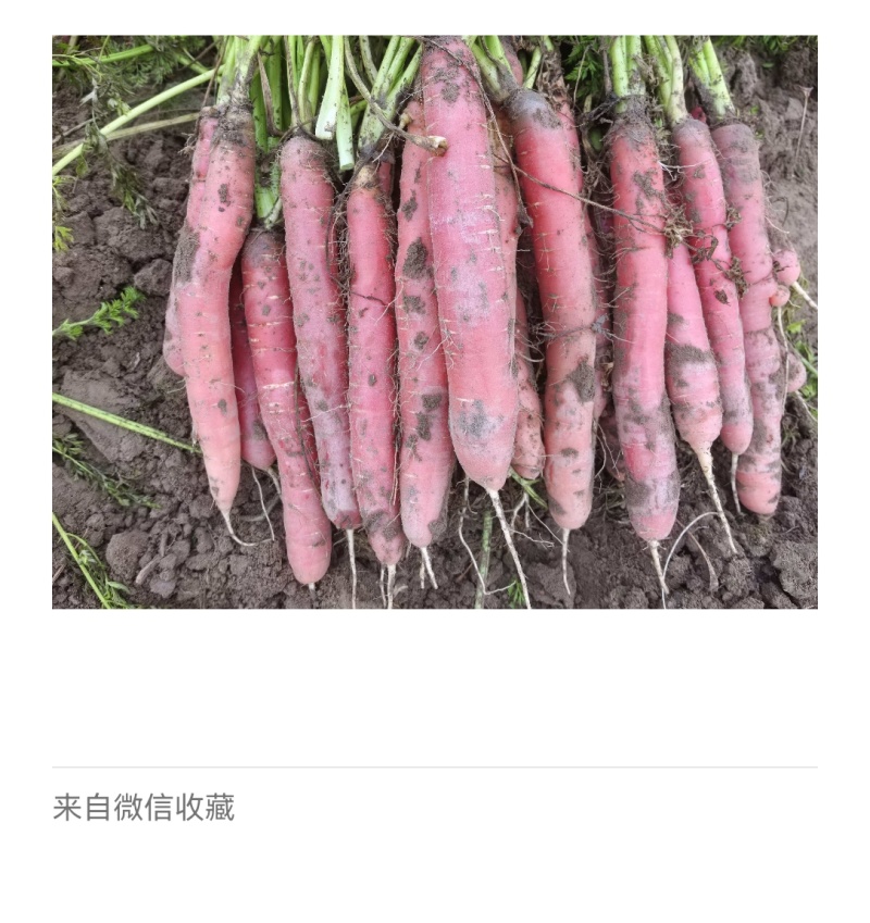 四川精品胡萝卜，大量上市，一手货源，产地直发，欢迎咨询