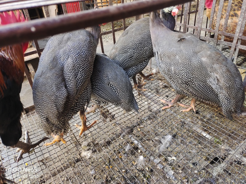 珍珠鸡
