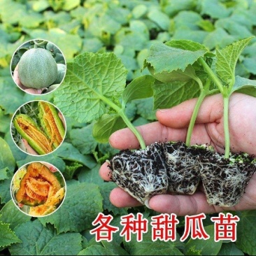 山东博洋系列，羊角蜜甜瓜苗/苗场直发/根系旺盛/成活率高