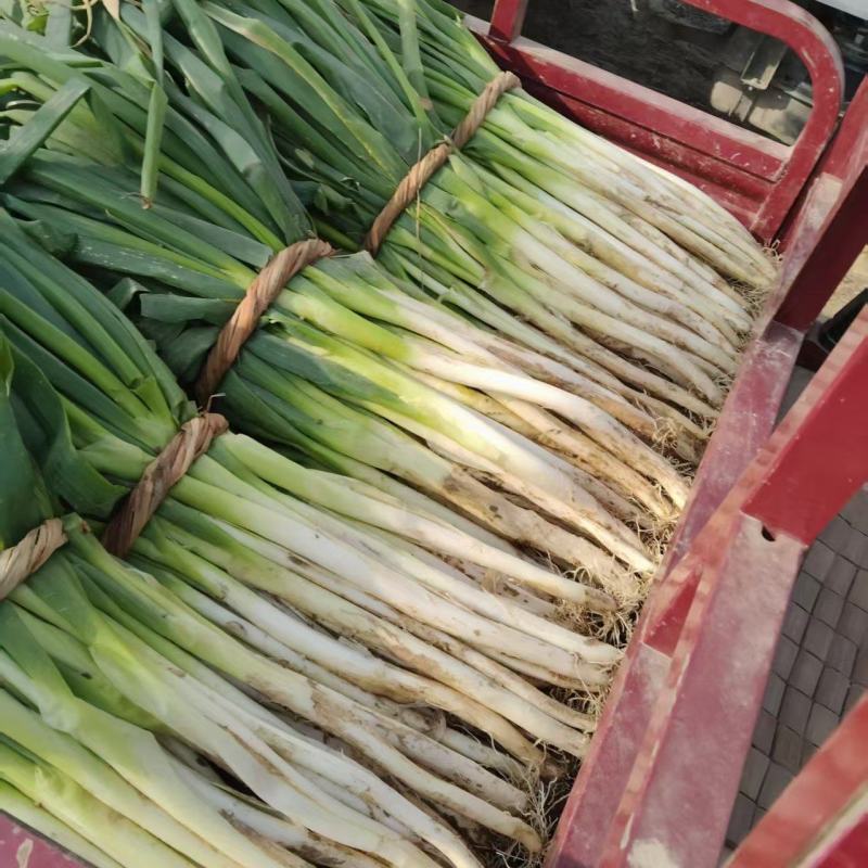 长白大葱错过再等一年
