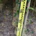 铁冬青原生苗各种规格移植苗，袋苗围板苗