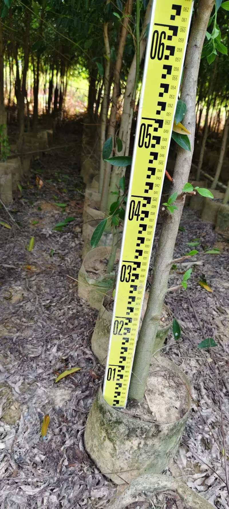 铁冬青原生苗各种规格移植苗，袋苗围板苗