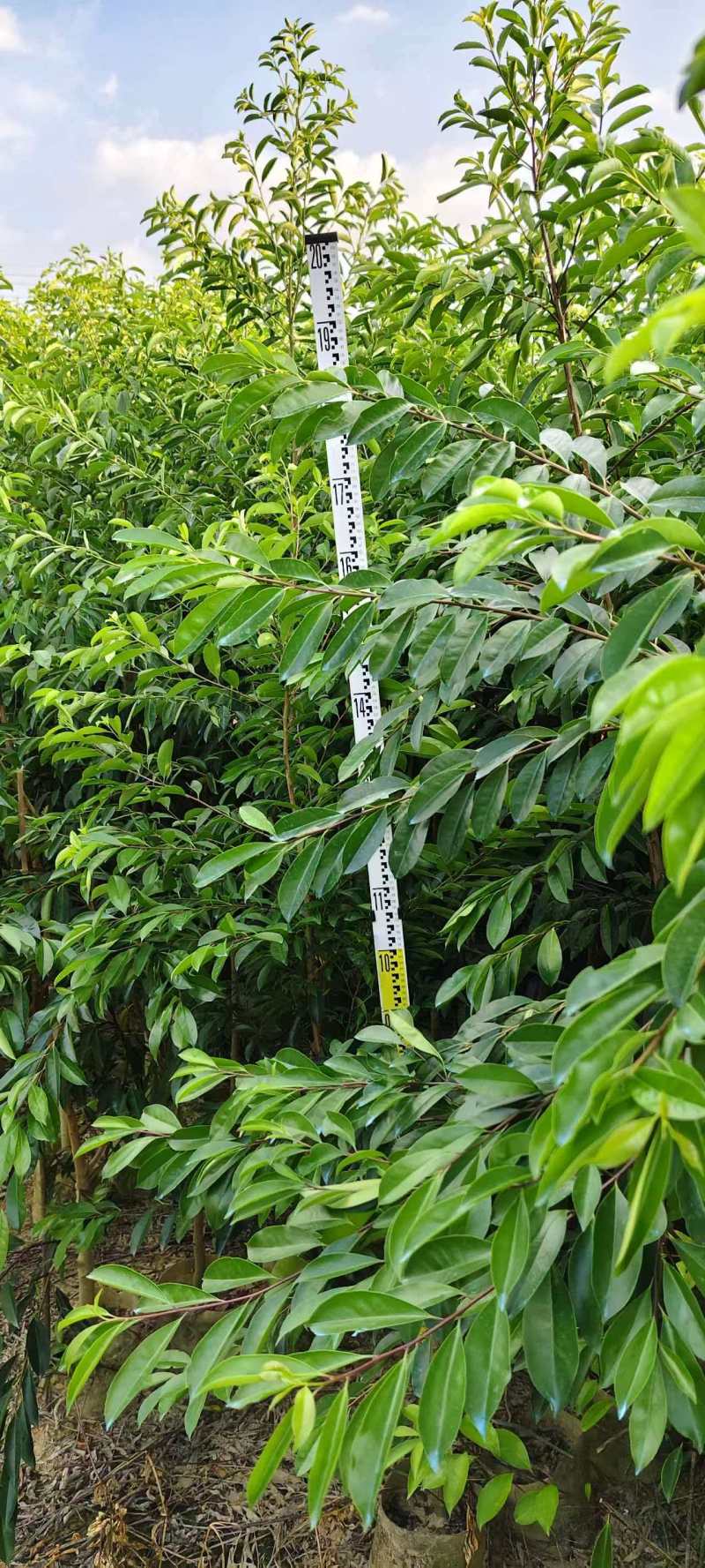 铁冬青原生苗各种规格移植苗，袋苗围板苗