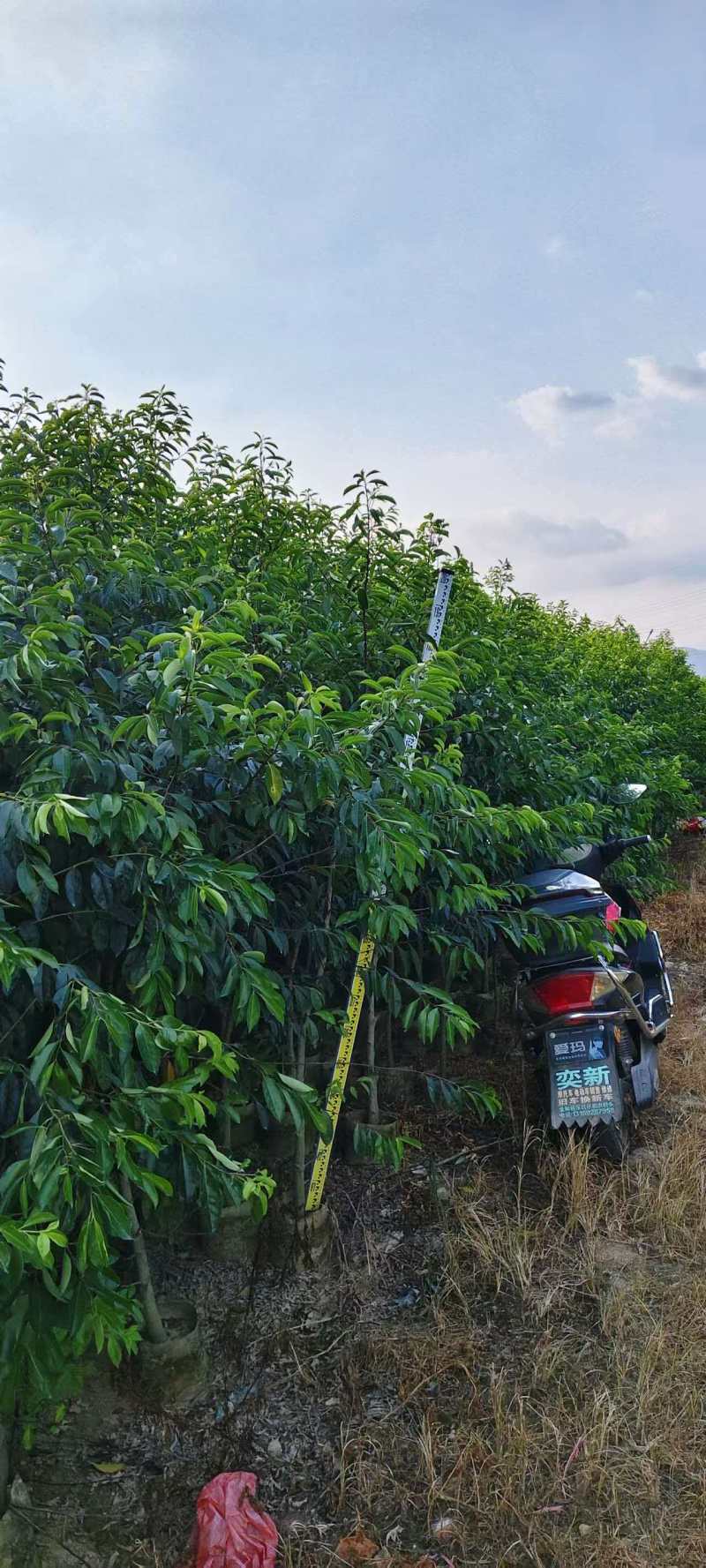 铁冬青原生苗各种规格移植苗，袋苗围板苗