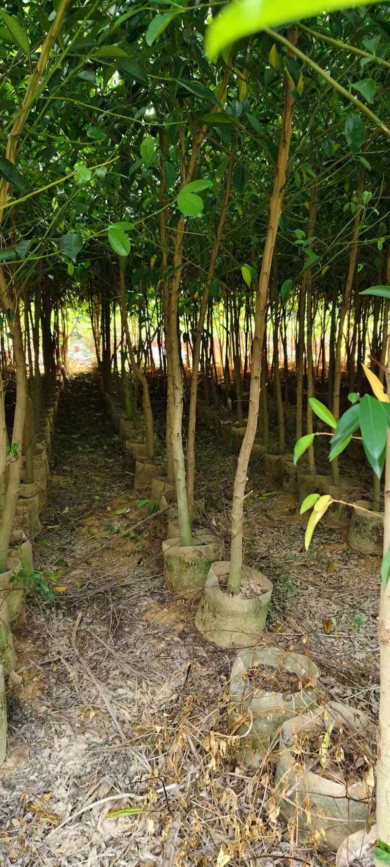 铁冬青原生苗各种规格移植苗，袋苗围板苗