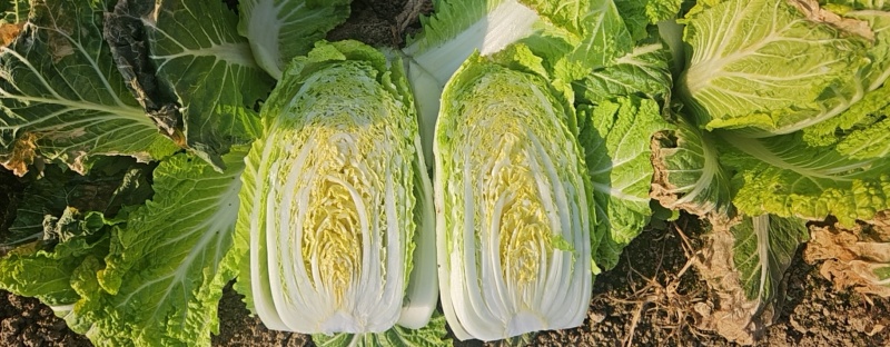 黄心大白菜，基地直发，一手货源，整车大量供应