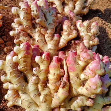 贵州小黄姜，水洗姜，干姜片，库存姜，板姜