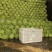 生菜球/球生菜/山东产区直发/大量现货/量大价优