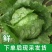 生菜球/球生菜/山东产区直发/大量现货/量大价优