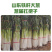 大葱/铁杆大葱/山东本地大葱/产区直发/大量有货
