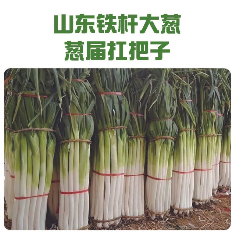 大葱/铁杆大葱/山东本地大葱/产区直发/大量有货