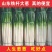 大葱/铁杆大葱/山东本地大葱/产区直发/大量有货