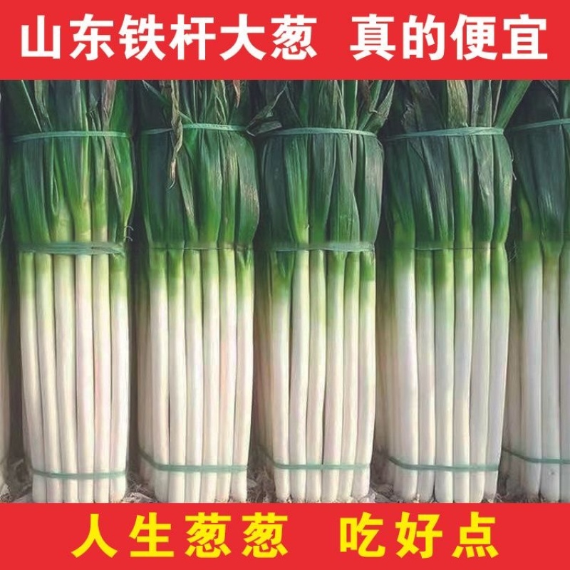 大葱/铁杆大葱/山东本地大葱/产区直发/大量有货