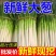 大葱/铁杆大葱/山东本地大葱/产区直发/大量有货