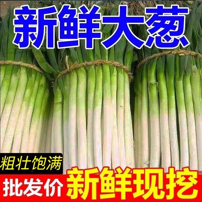 大葱/铁杆大葱/山东本地大葱/产区直发/大量有货