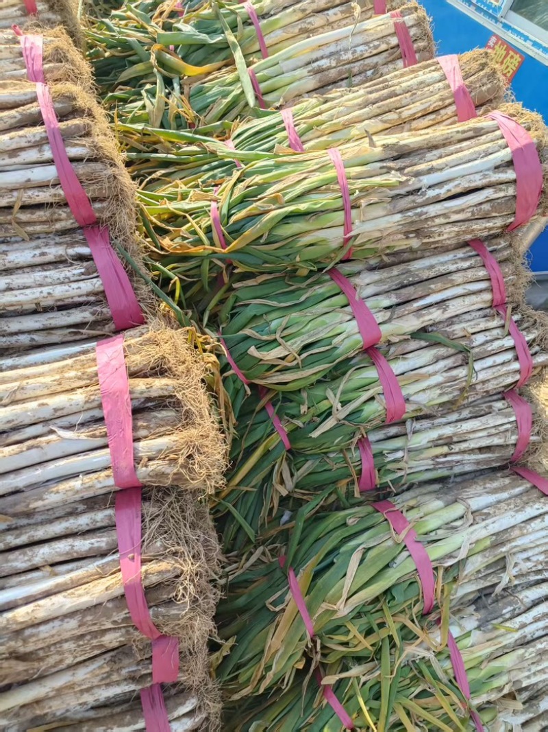 大葱/铁杆大葱/山东本地大葱/产区直发/大量有货
