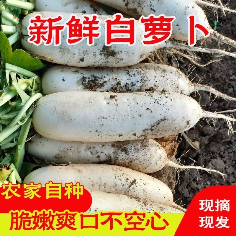 白萝卜/山东产区白萝卜/产区直发/当天发车