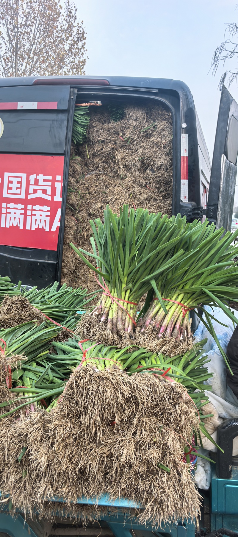 沙地红根蒜苗，净菜供应。货源不断，保证质量。