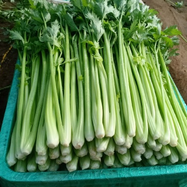 山东芹菜西芹小芹菜【西芹】山东潍坊芹菜自家种植条形好条细量大