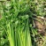 山东芹菜西芹小芹菜【西芹】山东潍坊芹菜自家种植条形好条细量大