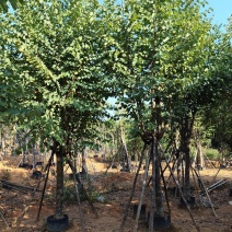 宫粉紫荆骨架货12-15-18-20公分基地直销