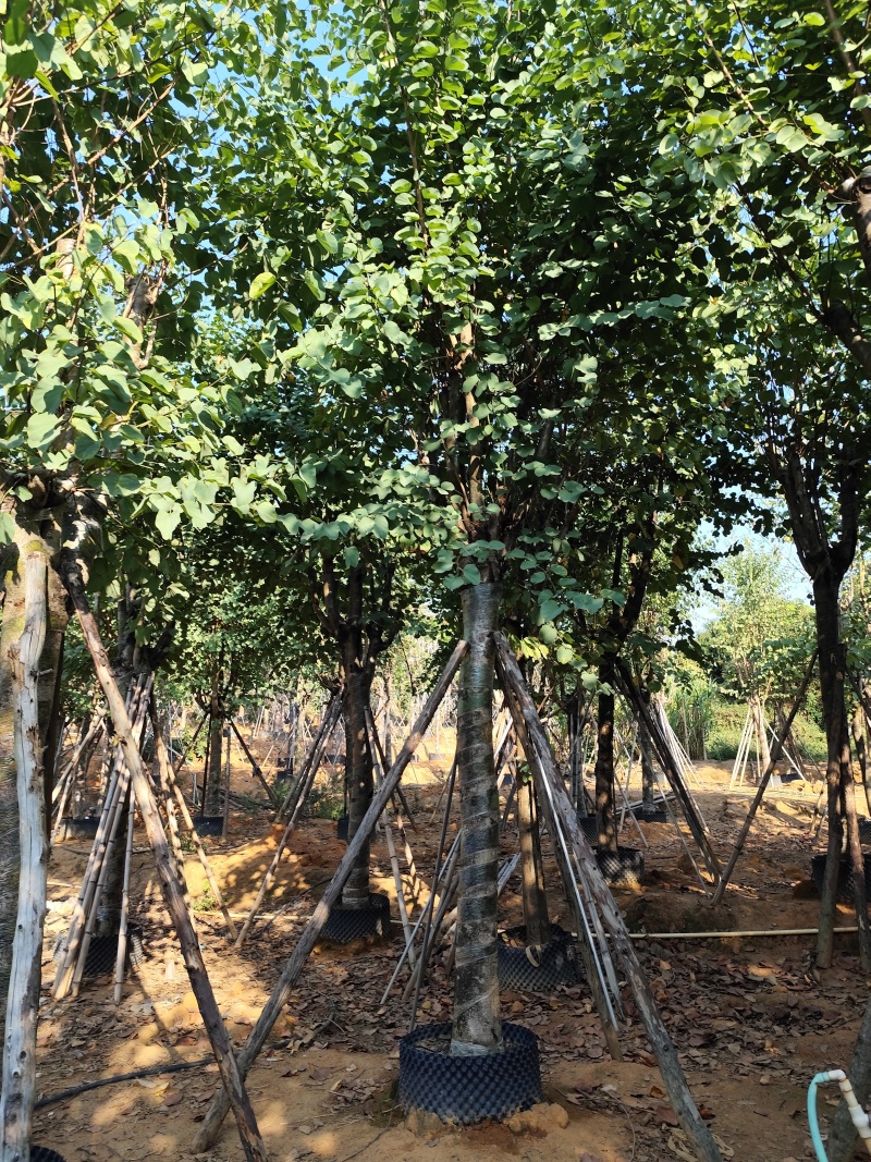 宫粉紫荆骨架货12-15-18-20公分基地直销