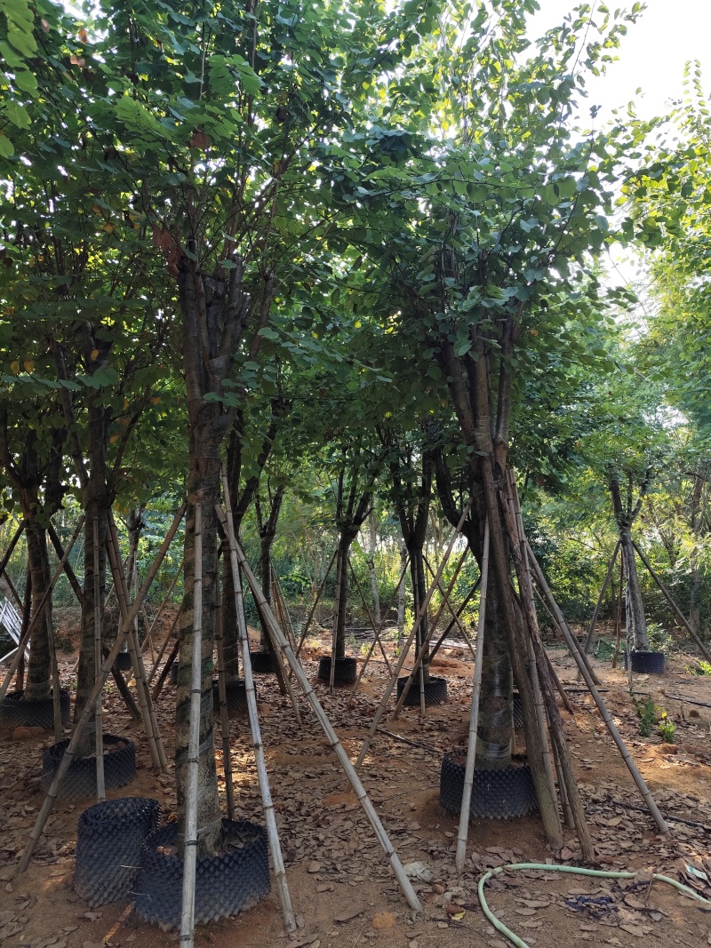 宫粉紫荆骨架货12-15-18-20公分基地直销