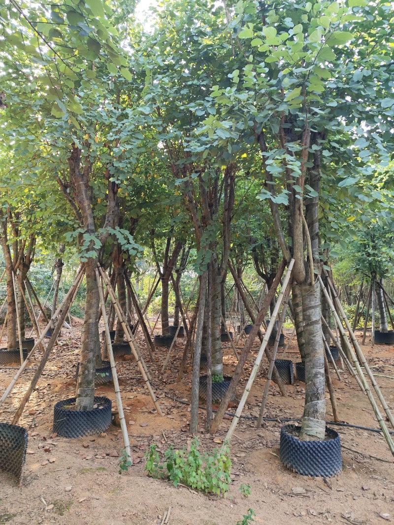 宫粉紫荆骨架货12-15-18-20公分基地直销