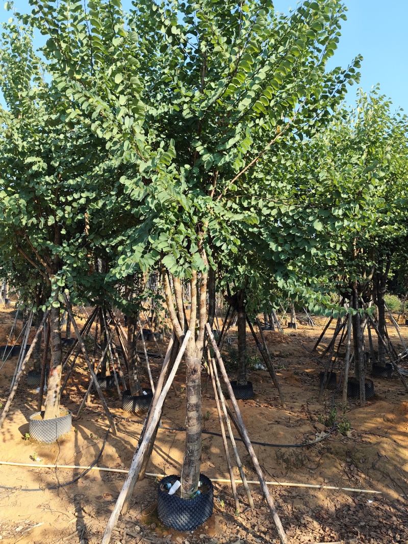 宫粉紫荆骨架货12-15-18-20公分基地直销