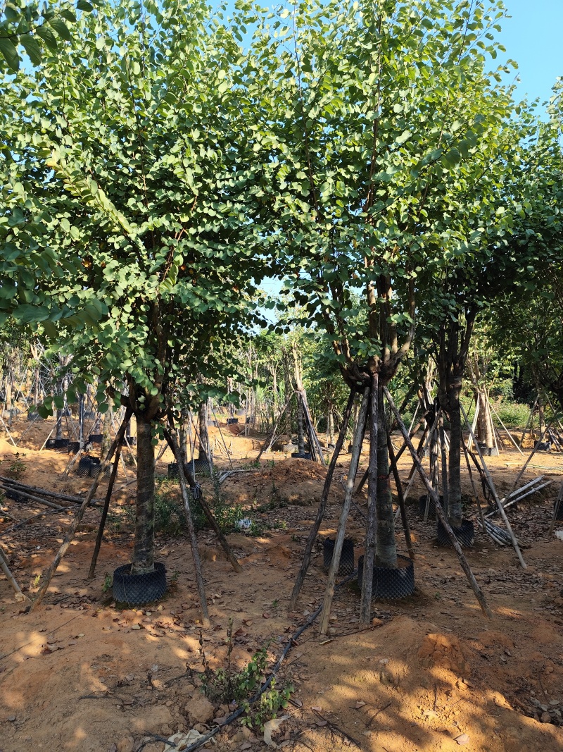 宫粉紫荆骨架货12-15-18-20公分基地直销