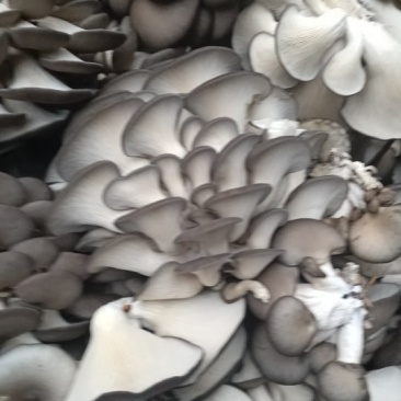 平菇，鸡菇，四川蘑菇，蘑菇，鲜平菇，小平菇