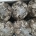 平菇，鸡菇，四川蘑菇，蘑菇，鲜平菇，小平菇