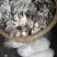 平菇，鸡菇，四川蘑菇，蘑菇，鲜平菇，小平菇