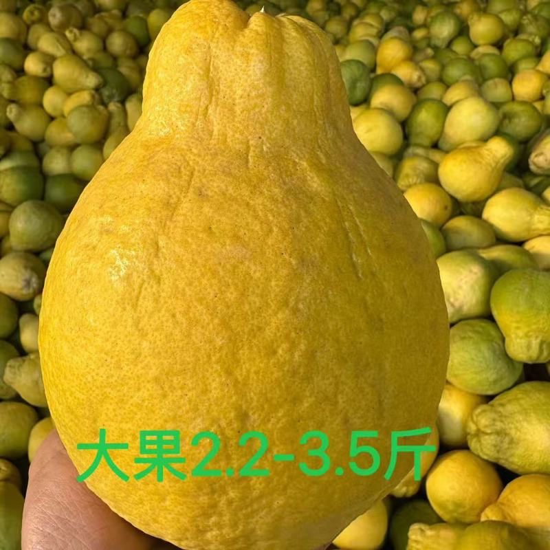 高山老树沙田柚，产地一手货源量大优惠欢迎合作