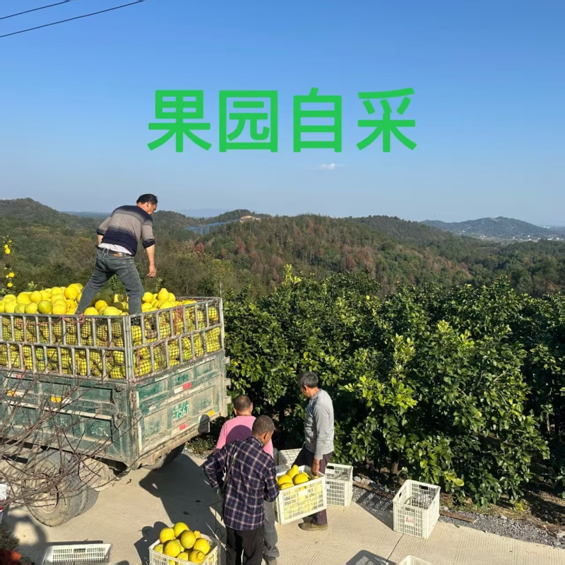 高山老树沙田柚，产地一手货源量大优惠欢迎合作