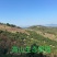 高山老树沙田柚，产地一手货源量大优惠欢迎合作