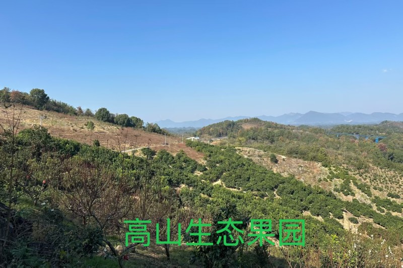 高山老树沙田柚，产地一手货源量大优惠欢迎合作