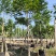火焰木养冠货8-10分大量出售基地直销期待合作